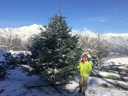 Geschäftskunden Coloradotanne - Tunelhof Christbäume Weerberg Tirol