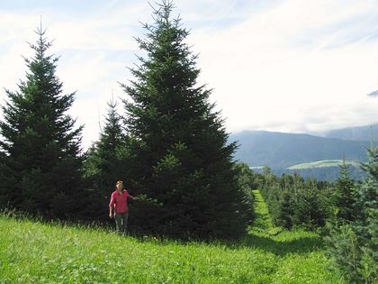 Geschäftskunden - Tunelhof Christbäume Weerberg Tirol