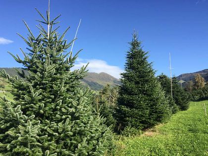 Geschäftskunden - Tunelhof Christbäume Weerberg Tirol