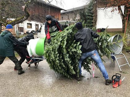 Netzen - Tunelhof Christbäume Weerberg Tirol