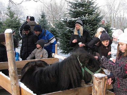 Hoftag Streichelzoo - Tunelhof Christbäume Weerberg Tirol