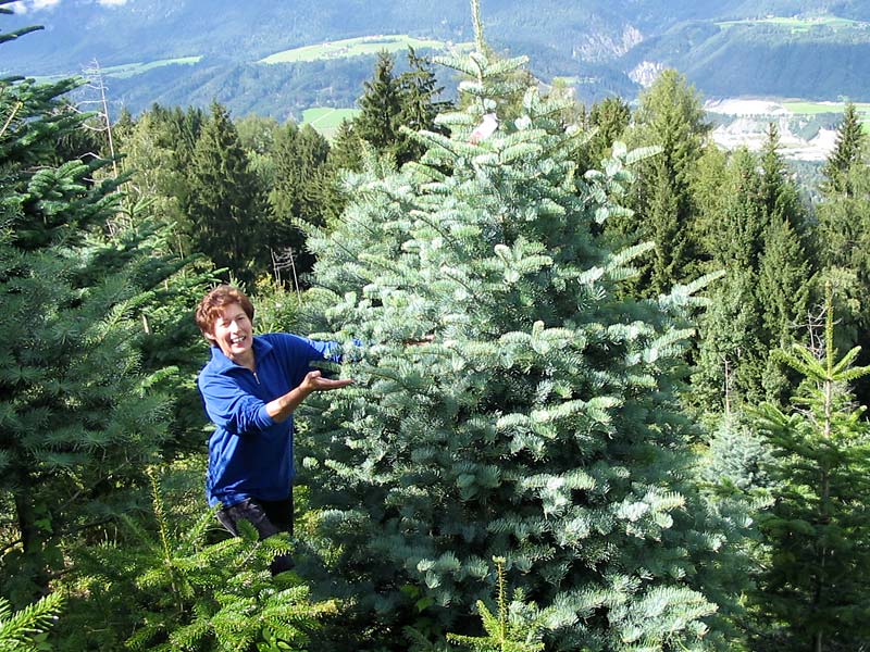 Christbaumanbau Zaunerhaltung Tunelhof Christbäume