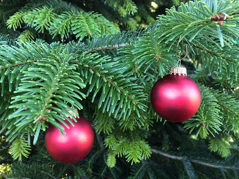 Pflege Tunelhof Christbäume Tirol Weerberg